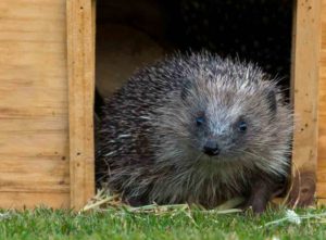 How to make a hedgehog house for kids