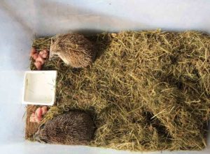 how to make a hedgehog house uk