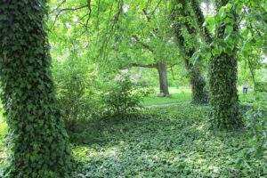 Overgrown ivy problem