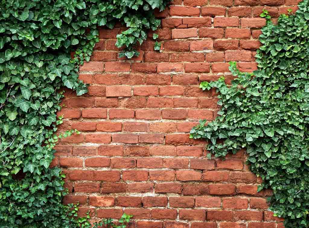 Ivy damaging a brick wall