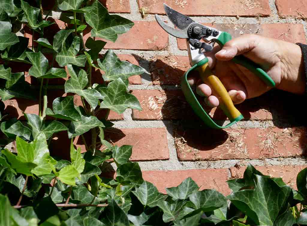 Removing ivy from a house