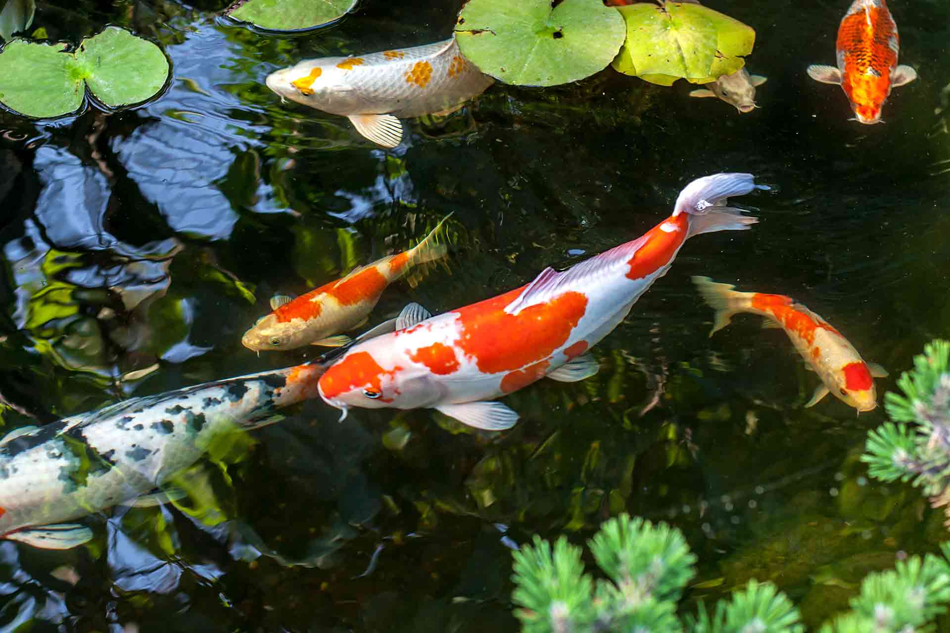 Japanese Koi Fish Pond Design