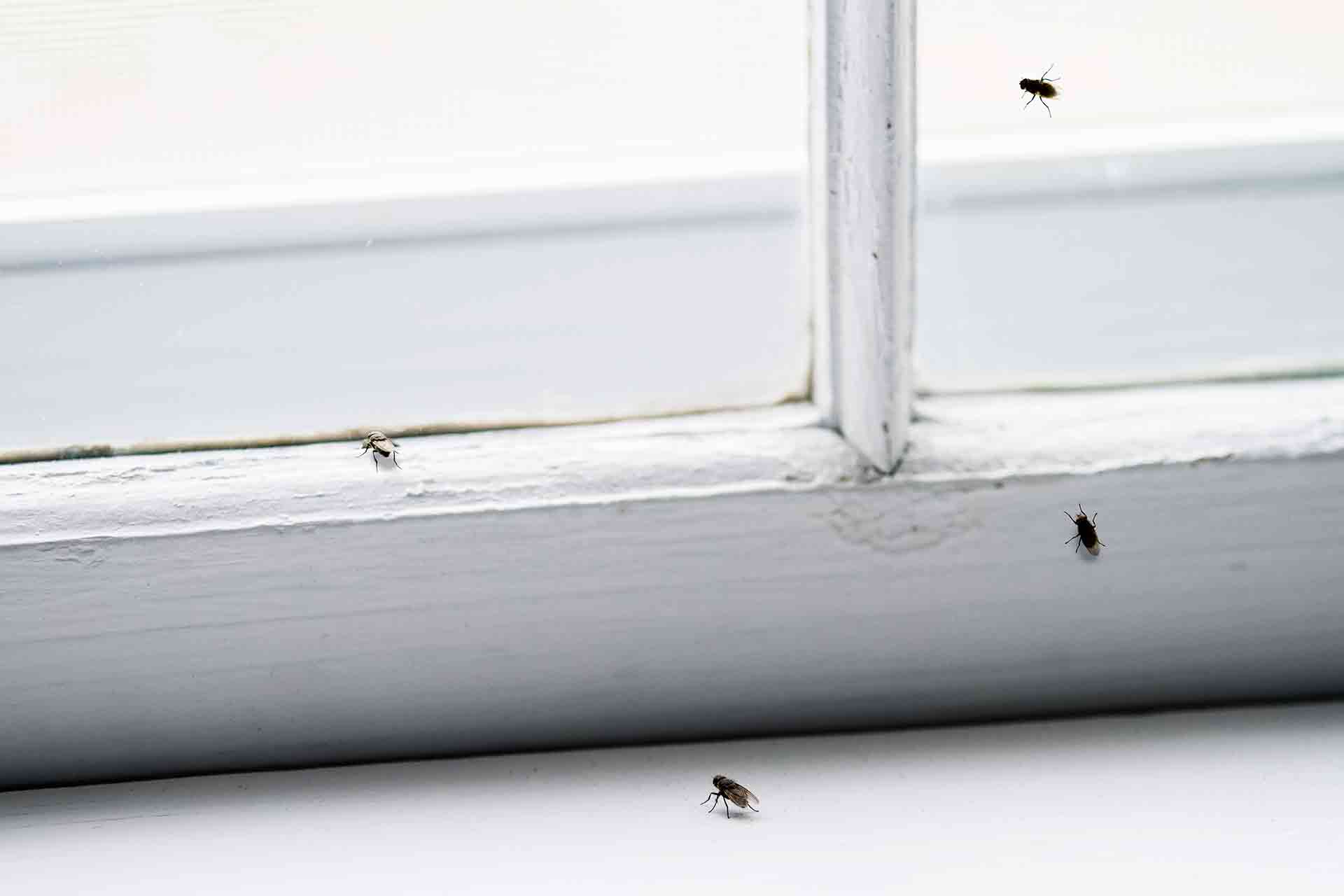 https://www.checkatrade.com/blog/wp-content/uploads/2021/04/Feature-How-to-get-rid-of-flies-in-the-house.jpg