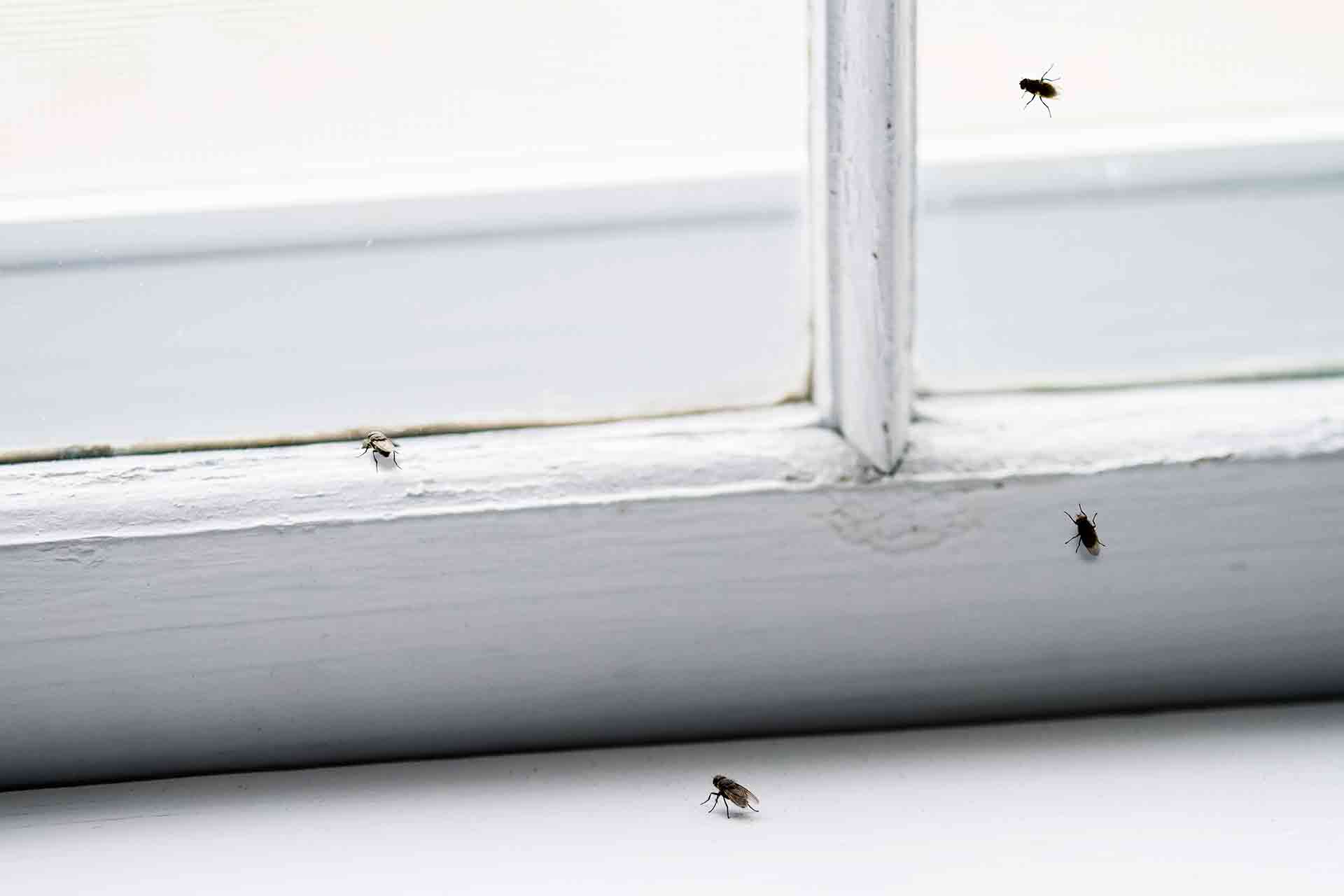 How to Get Rid of Flies in The House