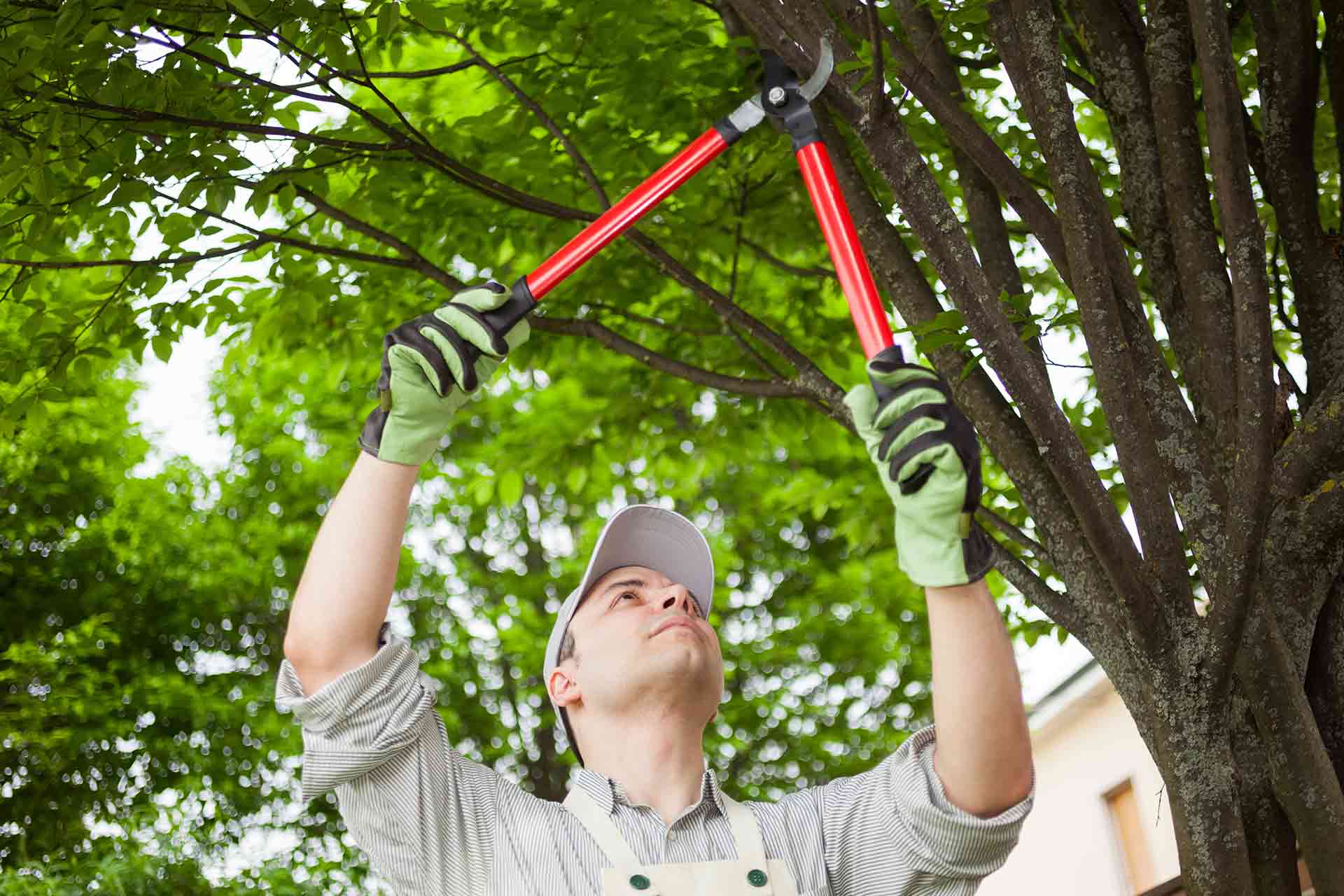 How To Prune A Tree | Top Gardening Tips | Checkatrade