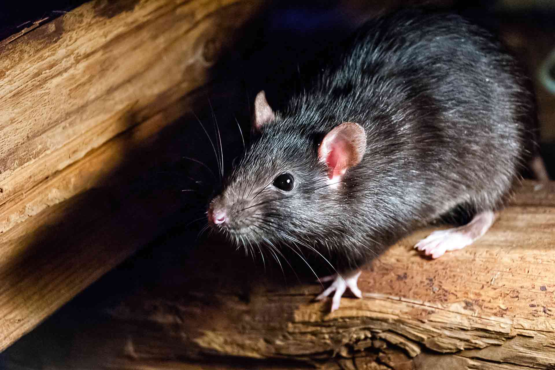 How to Tell How Many Rats are in your House Checkatrade