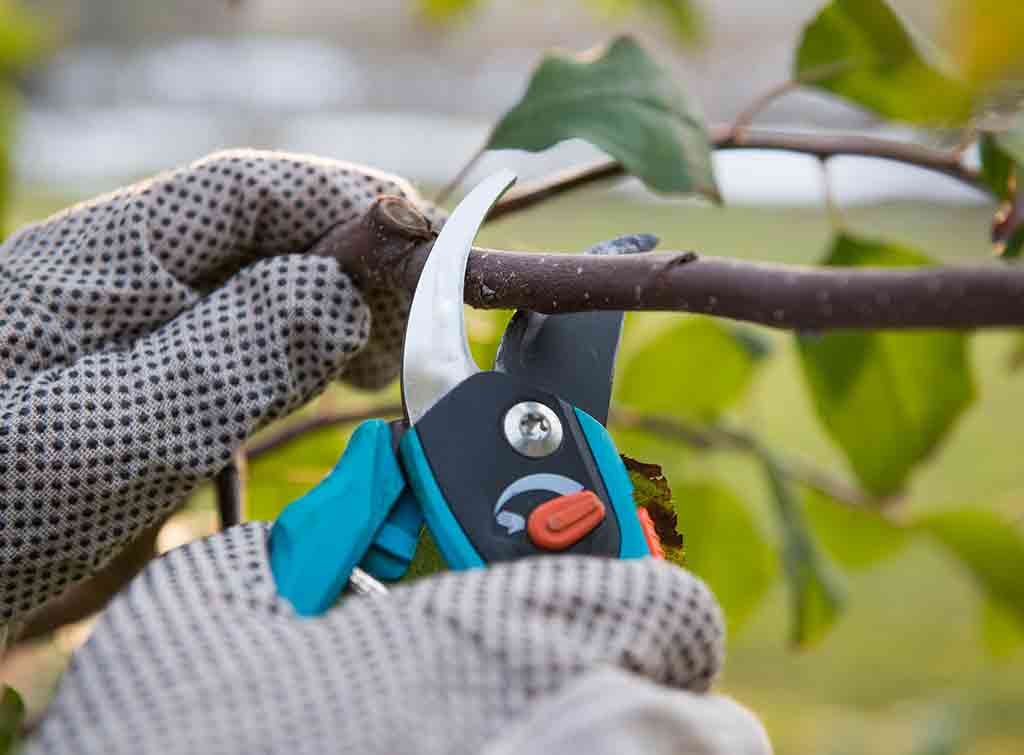 How to prune a tree to keep it small