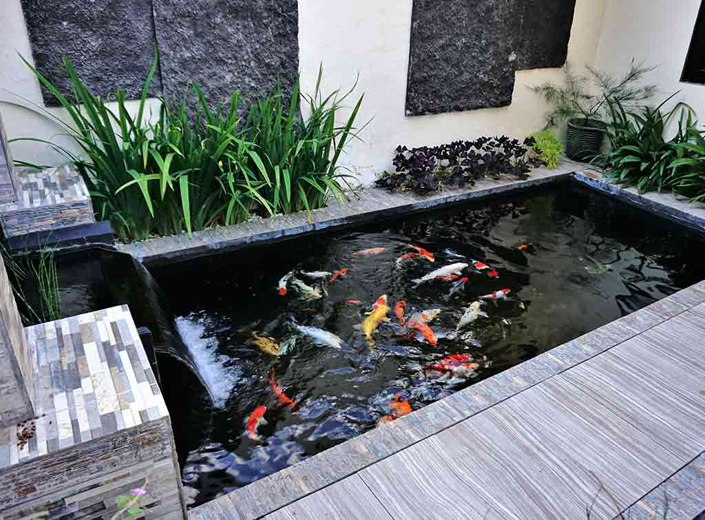 Contemporary koi pond idea