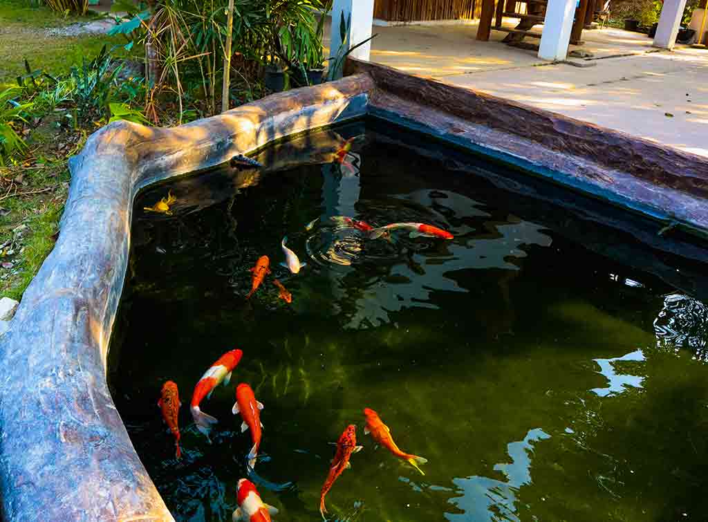 Wooden pond housing koi fish