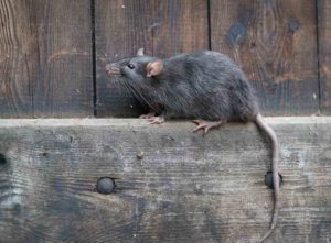 What to do if you discover rodents outside