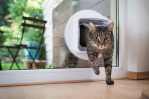 Fitting A Cat Flap Checkatrade