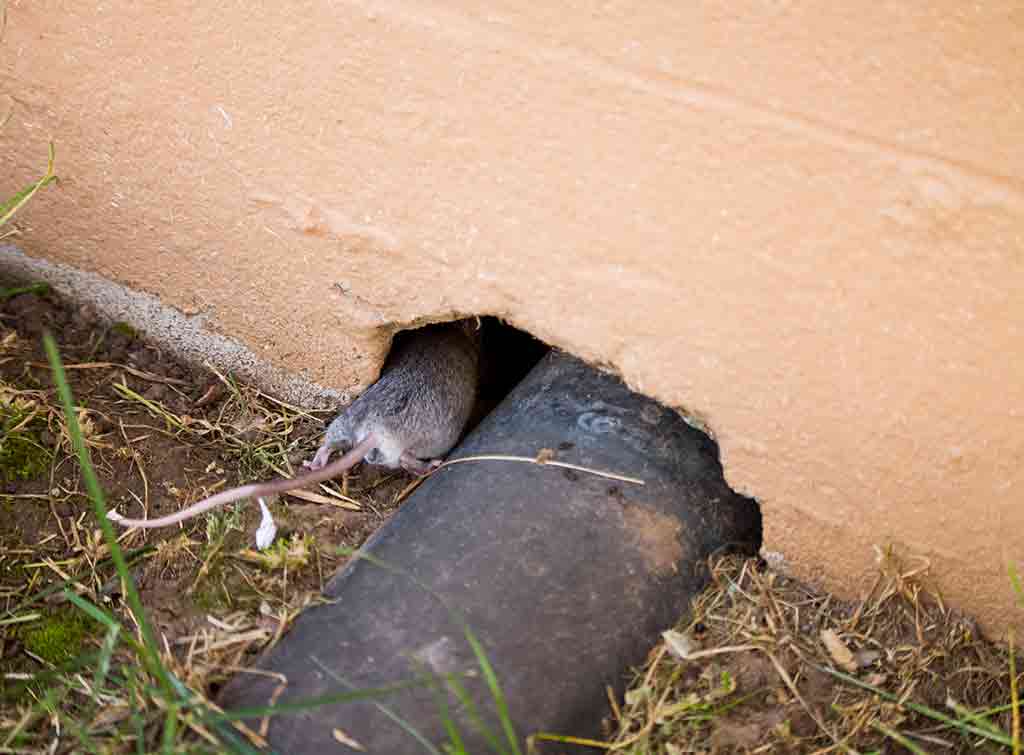 How to Tell How Many Rats are in your House Checkatrade