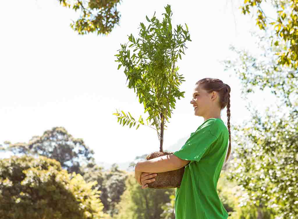 How Much Does Tree Planting Cost In, Cost For Landscaper To Plant Trees