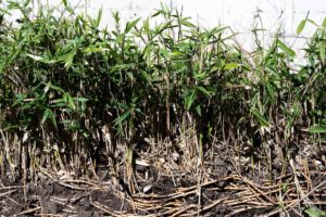 Bamboo removal cost