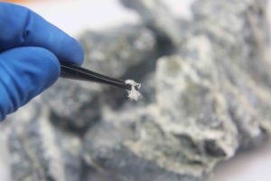 asbestos in the home