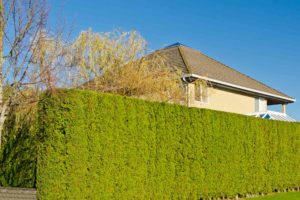 Hedge removal law