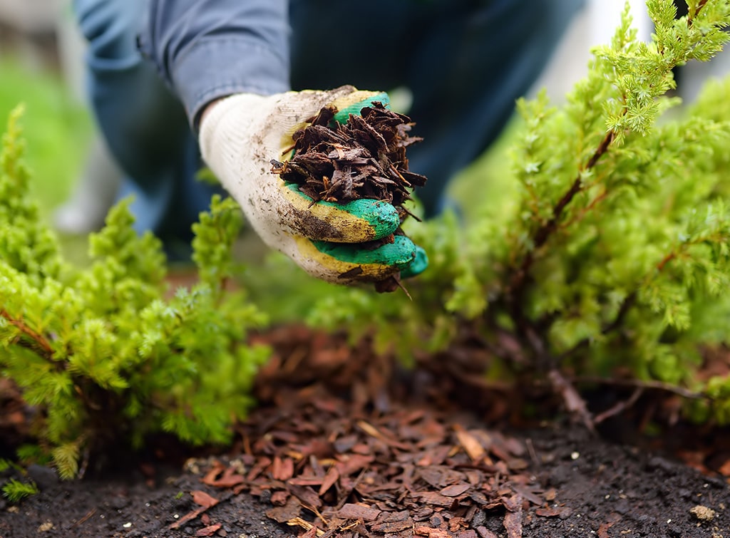 Organic mulch for sustainable garden