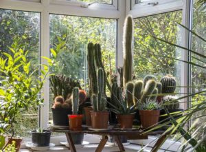 Succulents and plants in a small conservatory