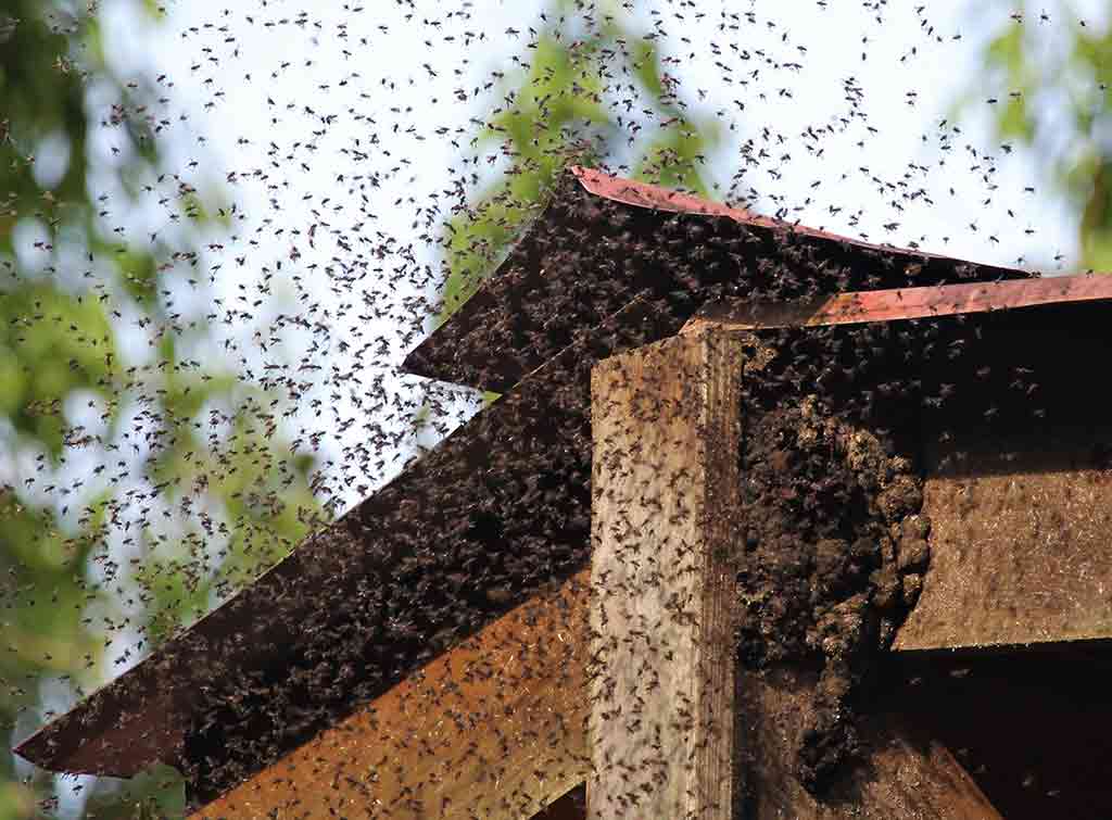 Bee removal cost