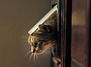 Cat passing through a cat flap