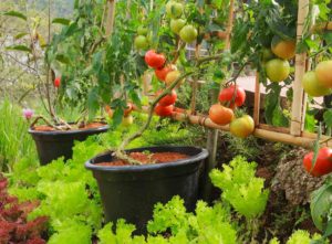 creating your eco friendly garden