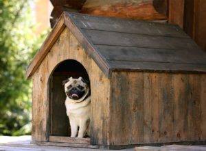 A small dog inside a kennel