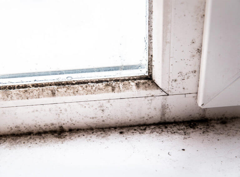 Mould removal costs per square foot