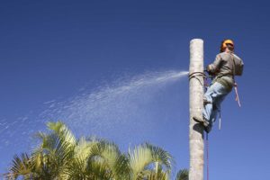 palm tree removal cost