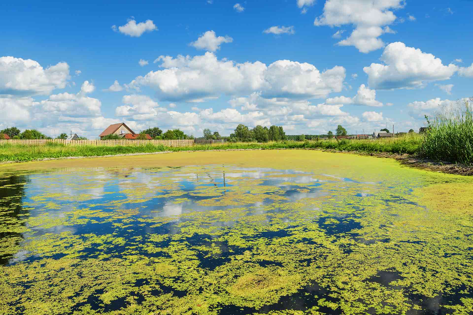 How to Remove Green Algae From a Pond