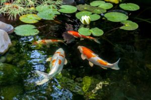 How much does it cost to build a pond