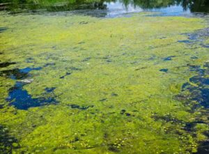 How to get rid of algae in a large pond