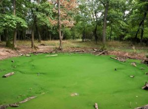 How to remove green algae from a pond 