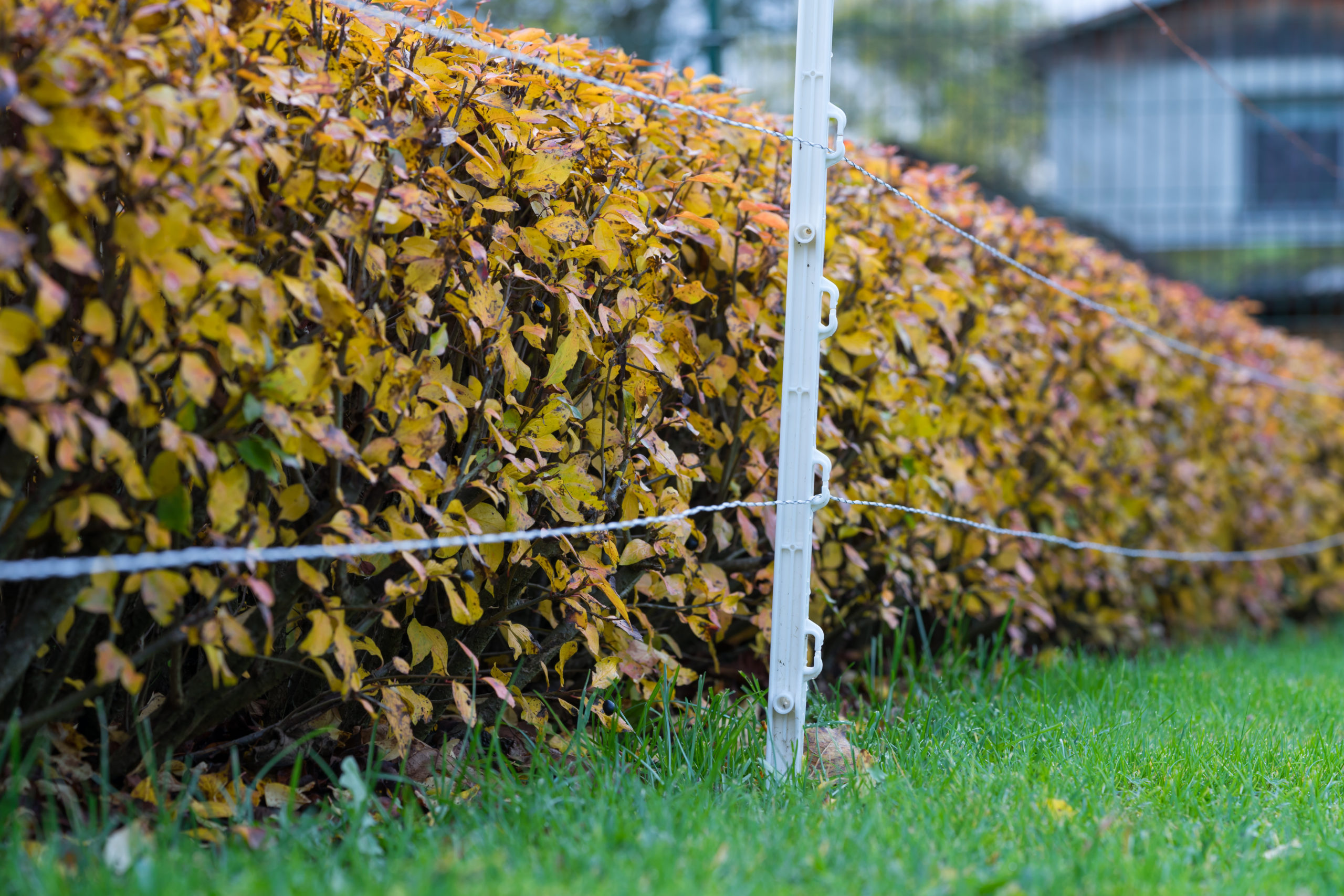 how much does an electric fence for a dog cost