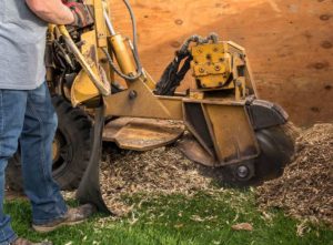 man grinding tree stump