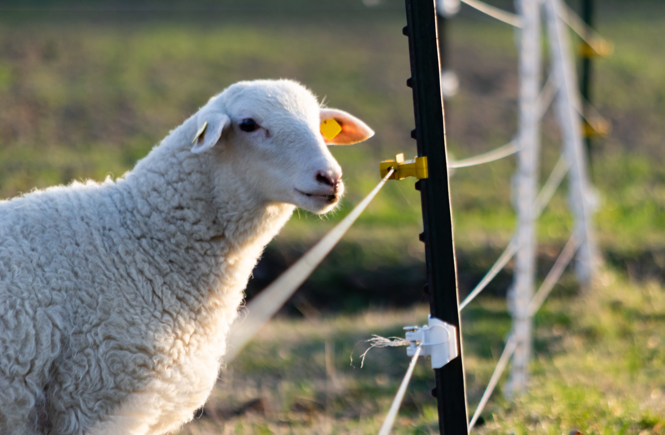How much does an electric fence cost