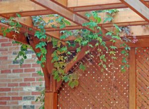 Pergola with ivy leaves