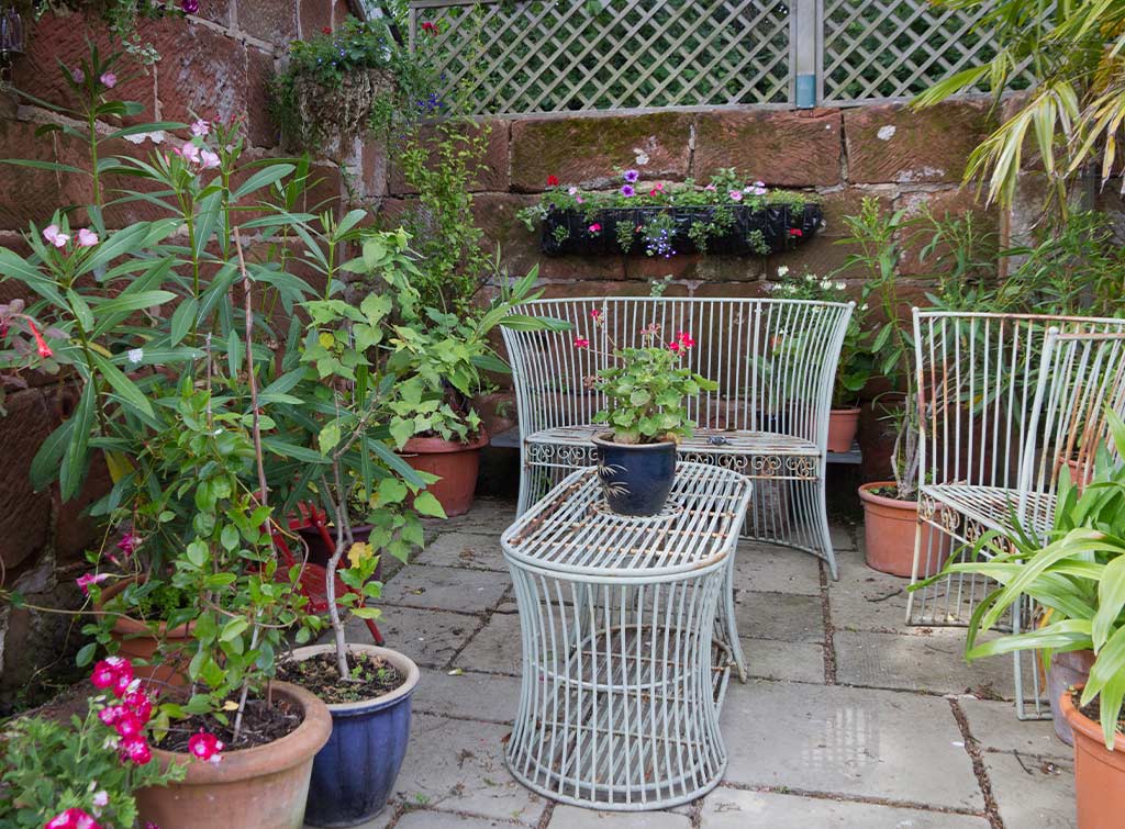 Best plants for a courtyard garden