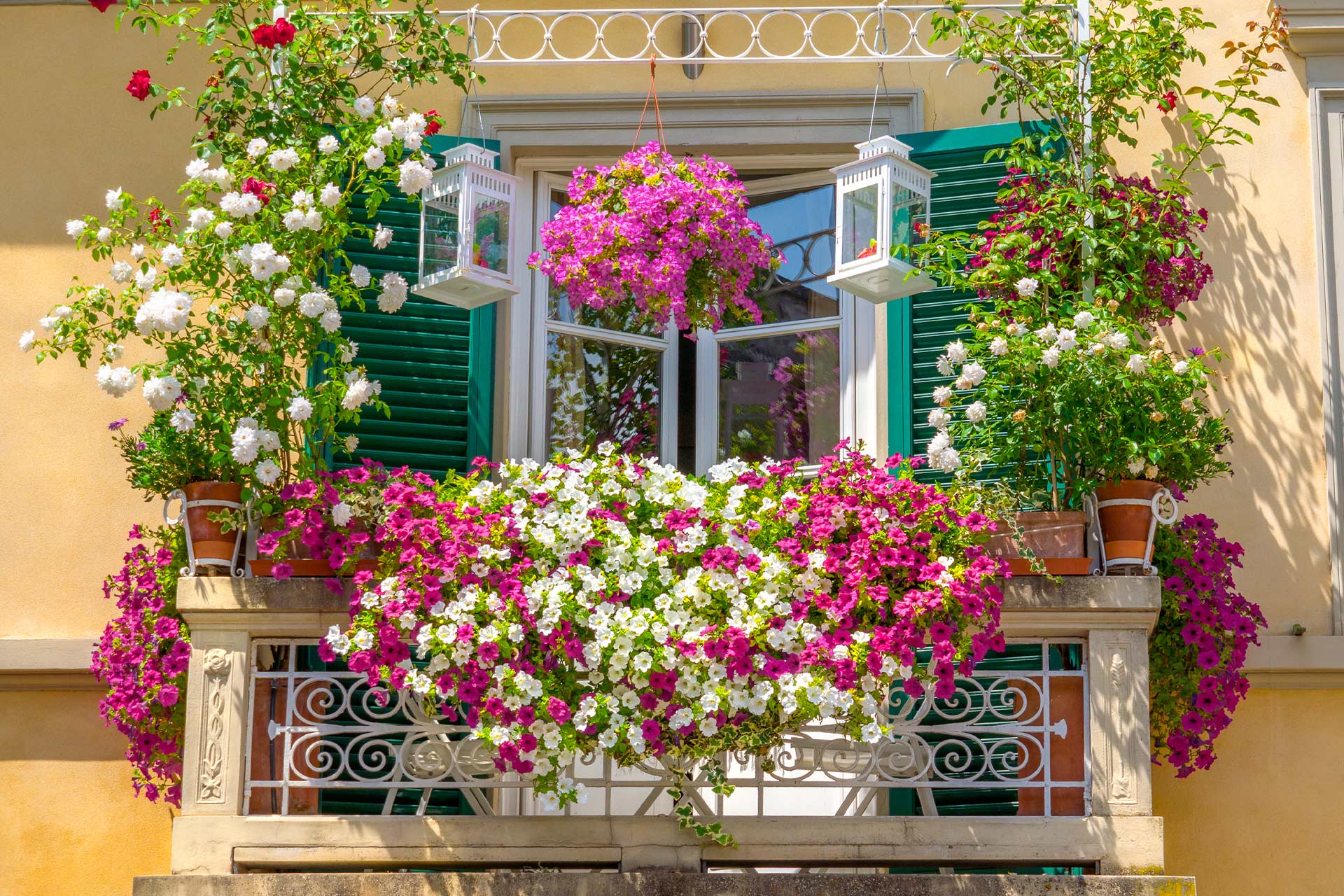 Grow Your Own Chelsea Flower Show in 2023 Checkatrade
