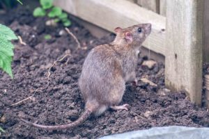 How to get rid of rats in your garden