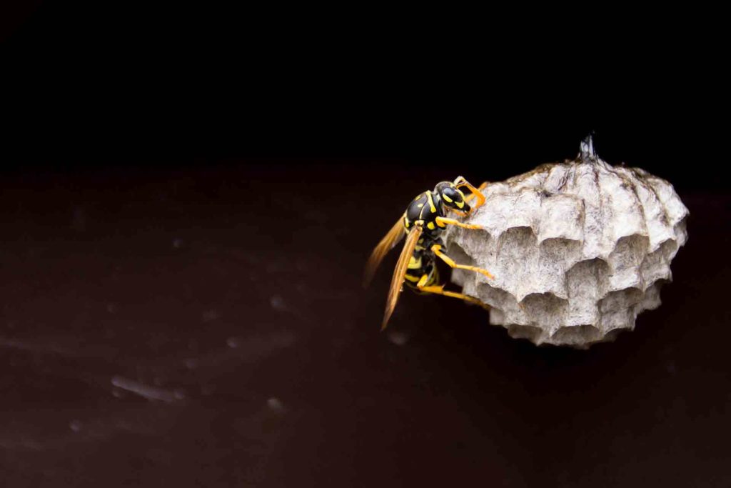 How to Remove a Wasp Nest StepbyStep Checkatrade