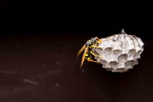 How to remove a wasp nest blog. Image: Close up of a wasp.