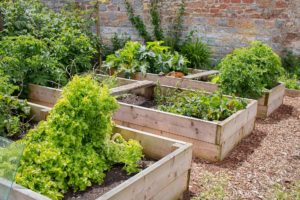 Cheap garden ideas on a budget