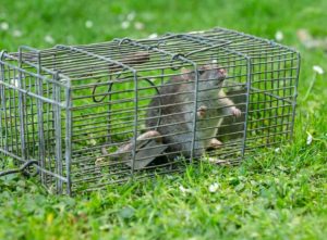 How to get rid of rats in your garden