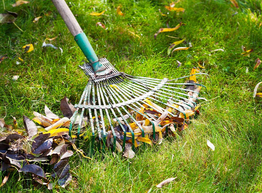 How to revive a lawn after scarifying
