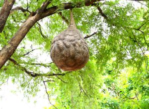 Large wasp nest removal. Wasp nest hanging in a tree.