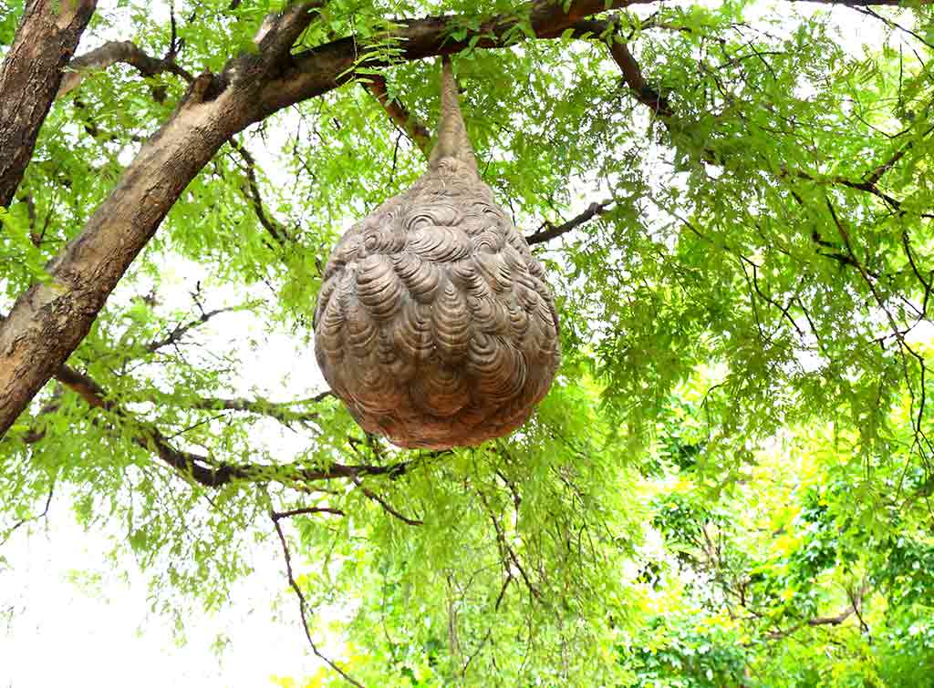 How to Remove a Wasp Nest StepbyStep Checkatrade