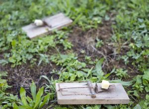 How to get rid of rats in your garden shed