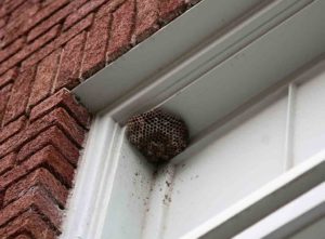 How to remove a small wasp nest