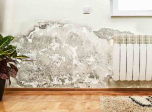 Damp smells in the home. How to remove them blog.