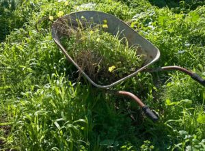 Wheelbarrow full of weeds